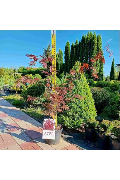 Клён веерный / пальмолистный Атропурпуреум - 4-7,5л/вис.70-90см/Ø80-90см